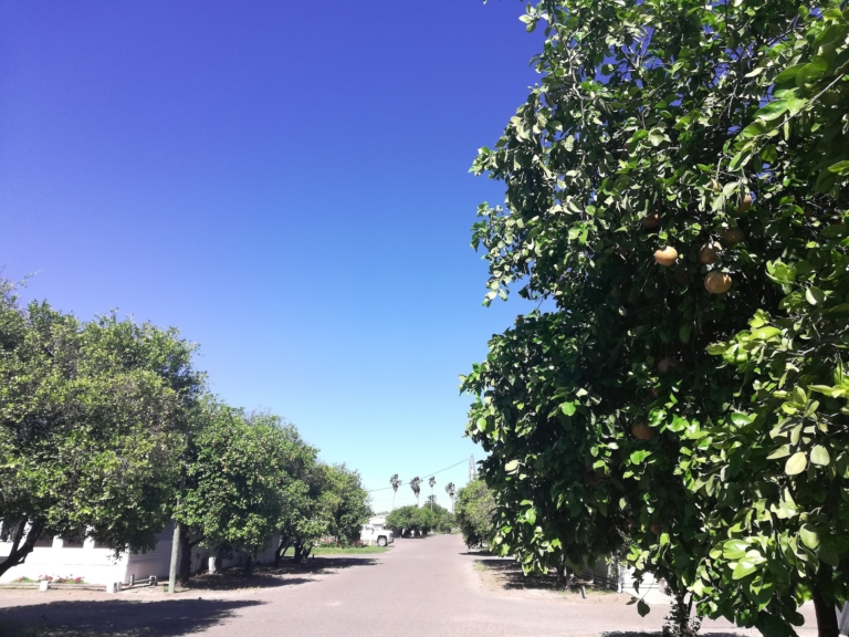 Orange tree images image